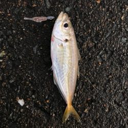 朝から釣りをする(笑)。