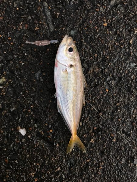 朝から釣りをする(笑)。