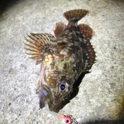 やっぱりガシラ