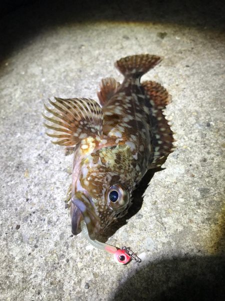 やっぱりガシラ