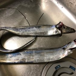 タチウオ終盤戦