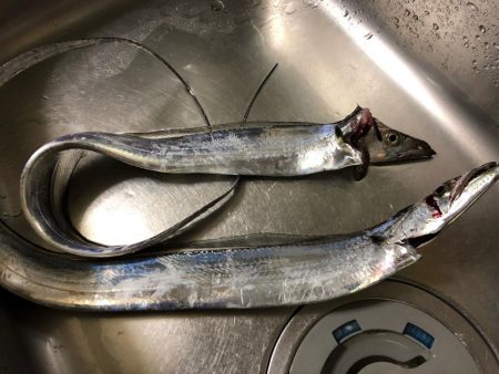 タチウオ終盤戦