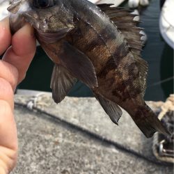 マイクロデイゲー