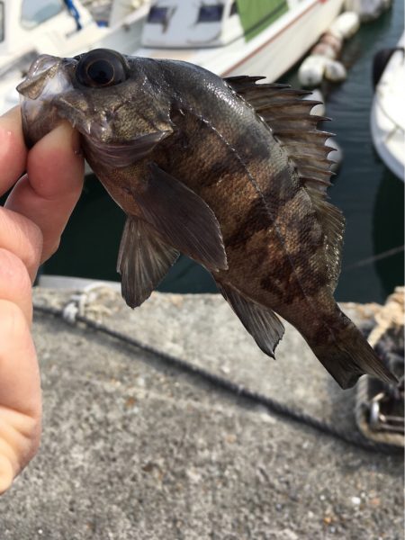 マイクロデイゲー