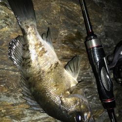 アジング！時々メバリング！