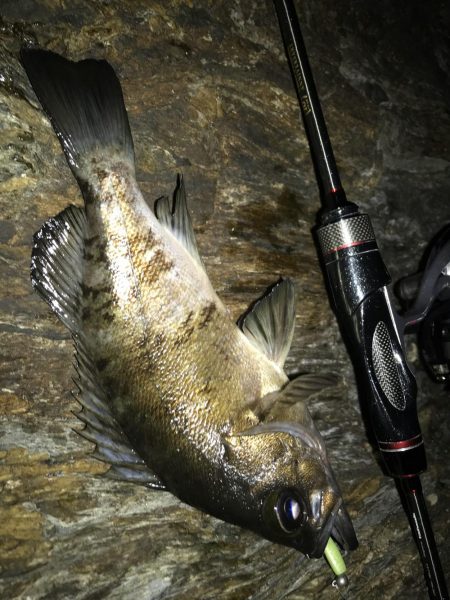 アジング！時々メバリング！