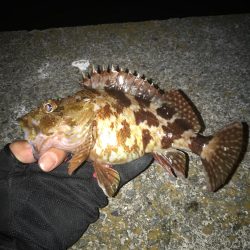 アジングからの