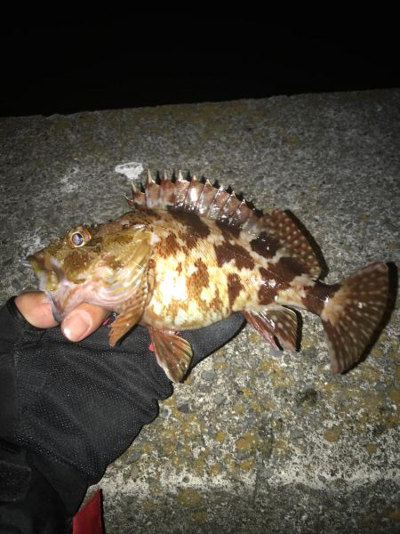 アジングからの