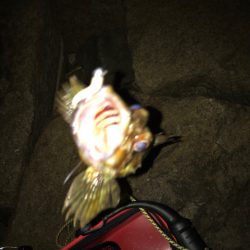 ガシラジグタン