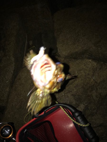 ガシラジグタン