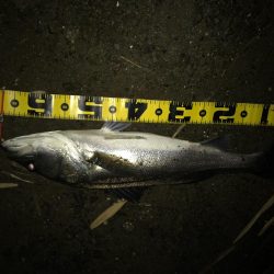 ナイトシーバス