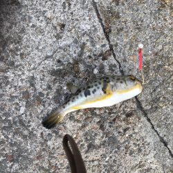 落ちギス釣行(´ω｀)