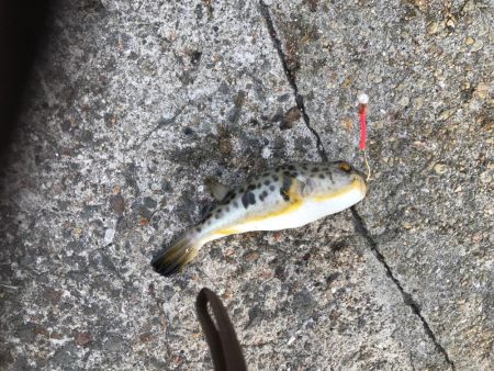 落ちギス釣行(´ω｀)