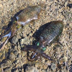 エギングトリップ