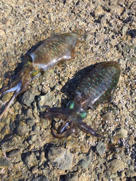 エギングトリップ