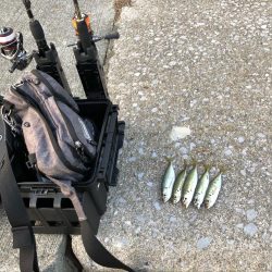 佐田岬遠征最終日