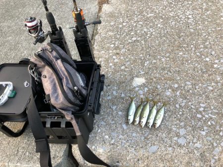 佐田岬遠征最終日