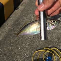 大阪奥湾サビキ コマセの消化