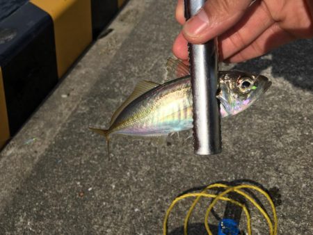 大阪奥湾サビキ コマセの消化