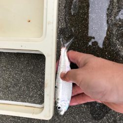 サビキでアジ狙い!