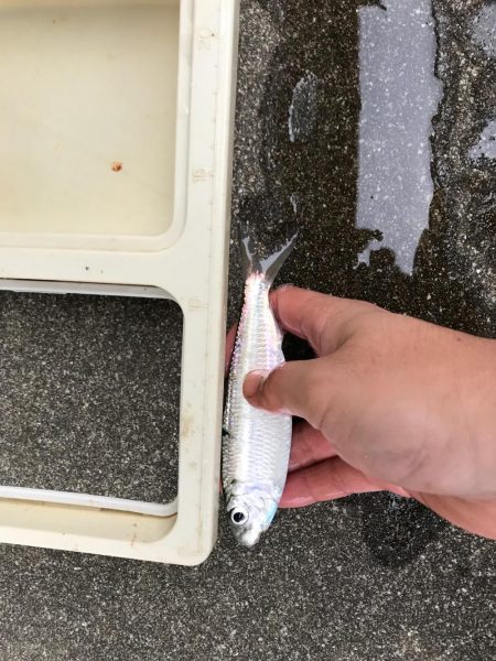 サビキでアジ狙い!