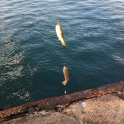 カワハギ釣り