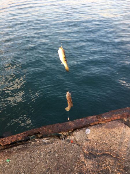 カワハギ釣り