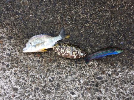 ザ！五目釣り！