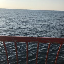 今日はチャリコのみ(;_;)