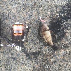 メバリング釣行