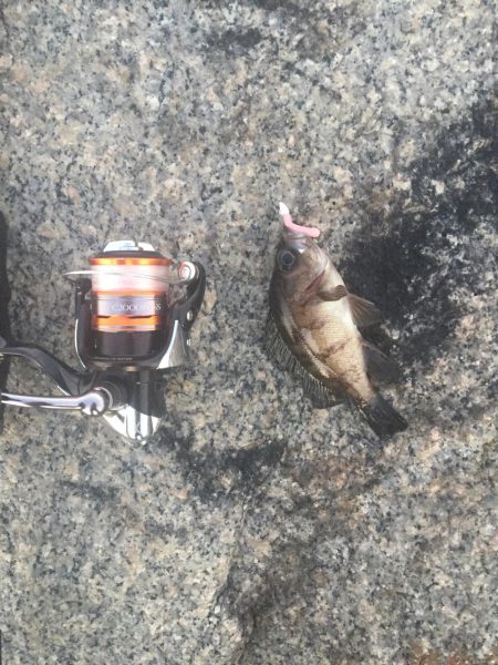 メバリング釣行