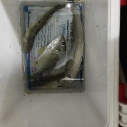 加江田川河口 良型キス