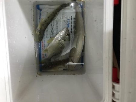 加江田川河口 良型キス