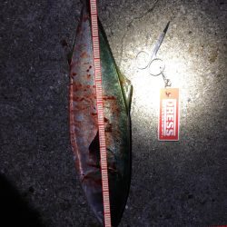 アジングのち青物