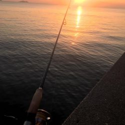 メバルねらいですが！