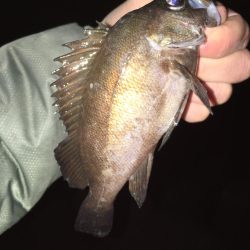 メバリング開幕戦