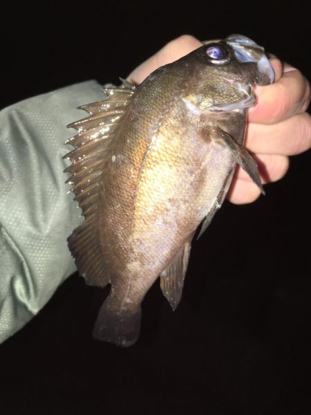 メバリング開幕戦