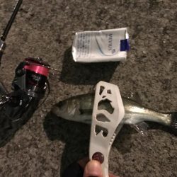 セイゴ入れ食い