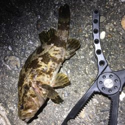 冬のお魚登場です。