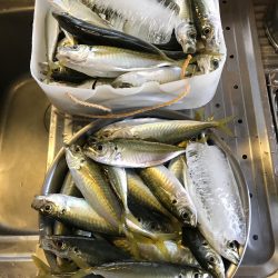 ショアジギング、難しい。。。