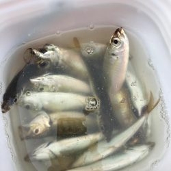 大阪奥湾サビキ 10mの違い