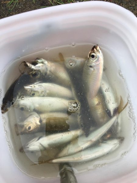 大阪奥湾サビキ 10mの違い