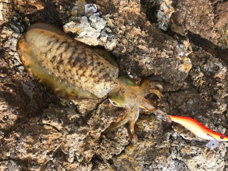 苗我島エギング