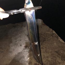 プチパラダイス(^^)数釣り楽しめました。