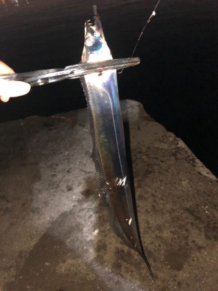 プチパラダイス(^^)数釣り楽しめました。…