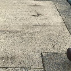 ヤリイカ調査第2弾