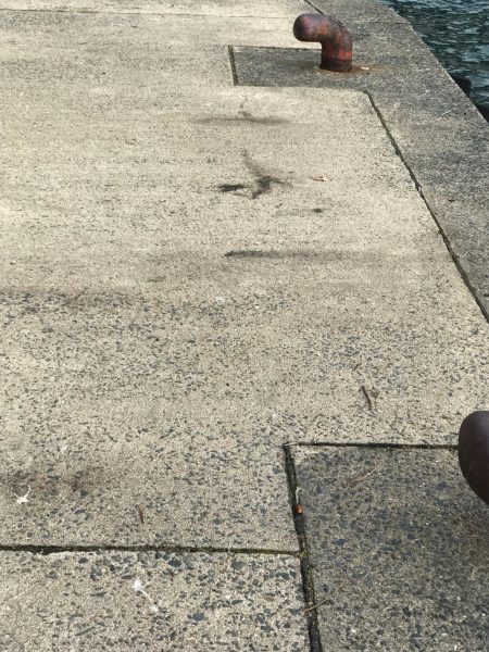 ヤリイカ調査第2弾