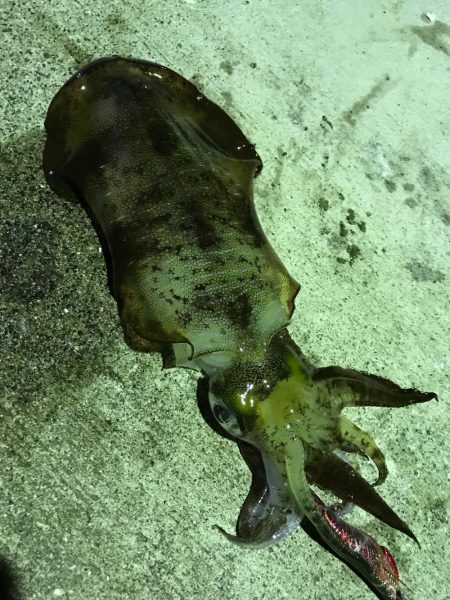 初佐多(￣＾￣)