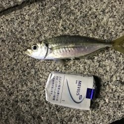 アジたくさんつれた！