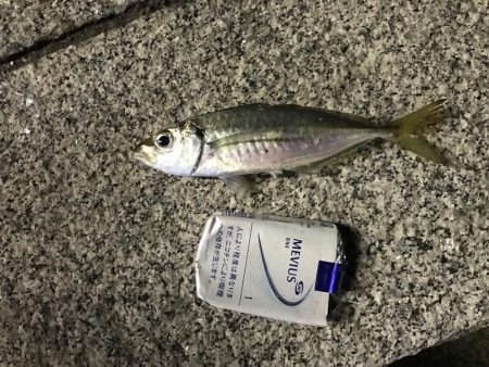 アジたくさんつれた！